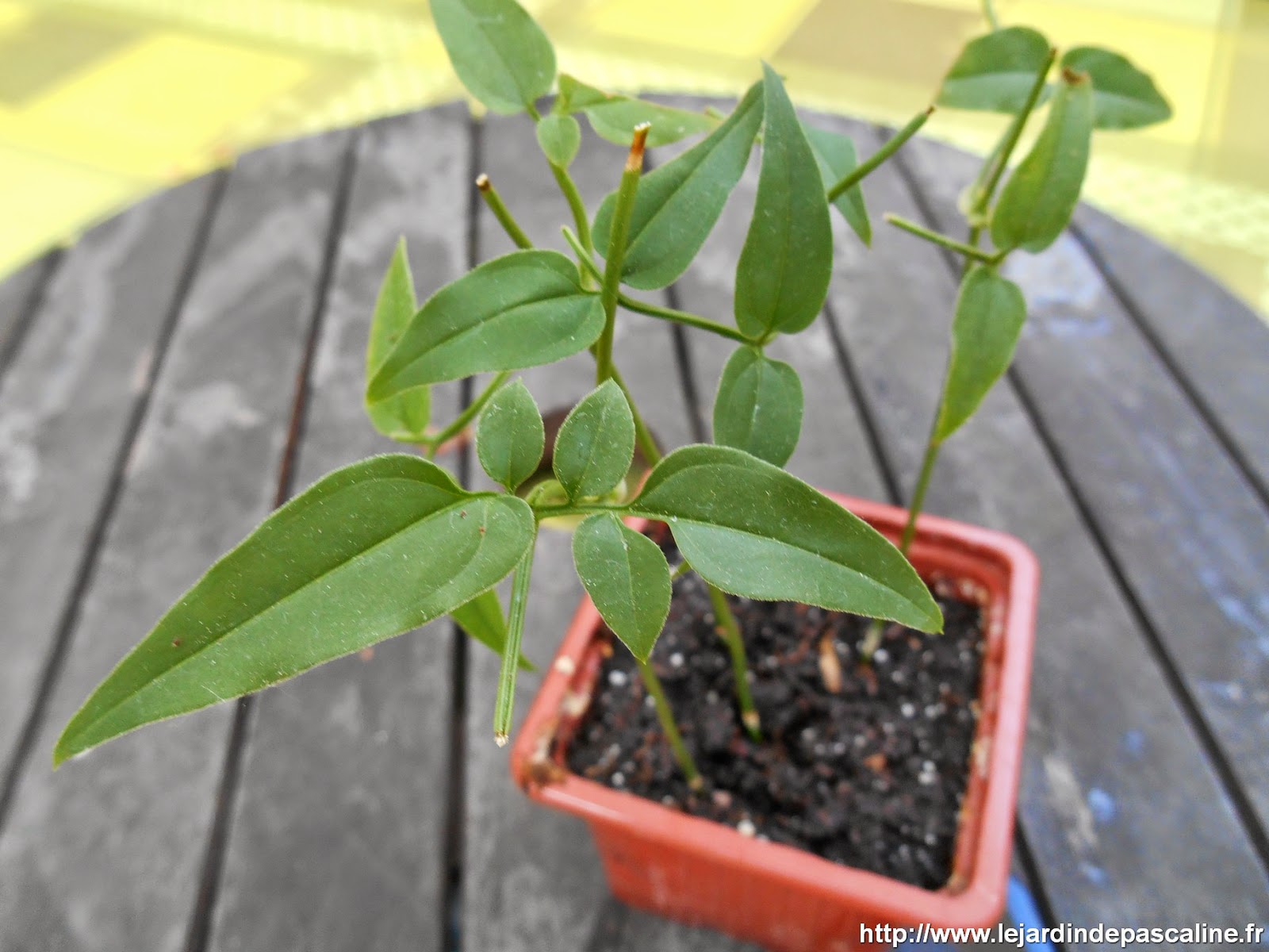 planter une branche de jasmin